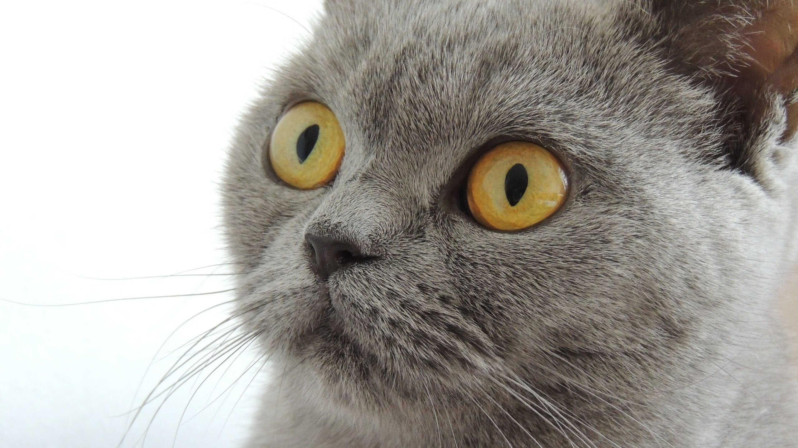 福登压制级表现主导战局,莱比锡红牛力克尤文图斯展现战术韧性